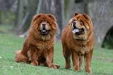 CHOW CHOW 746